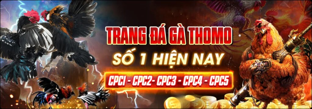 bj3888 - Trang đá gà Thomo uy tín khu vực Châu Á 2025